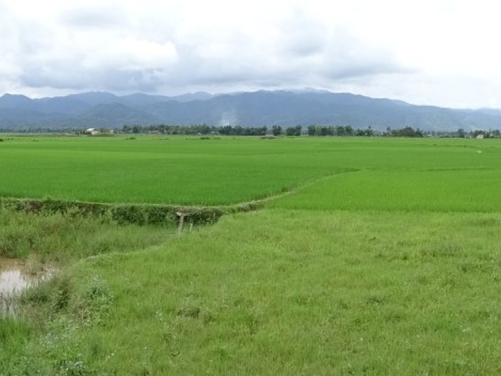 Toàn cảnh cánh đồng lúa Mường Thanh