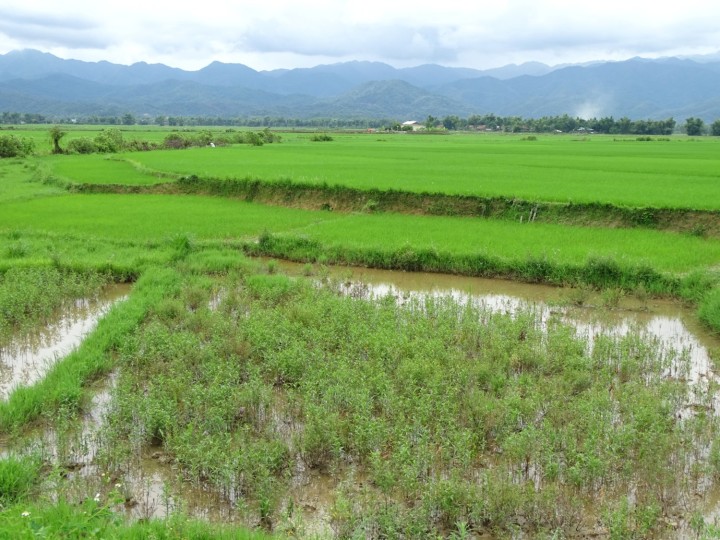 Đồng lúa thung lũng Mường Thanh
